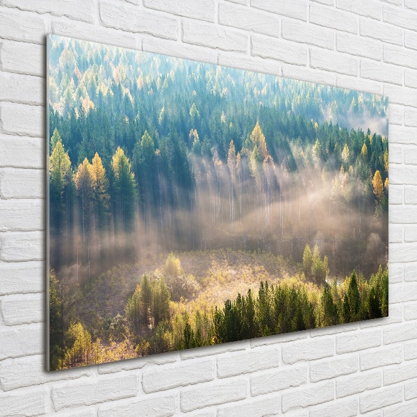 Acrylic wall art Fog in the forest