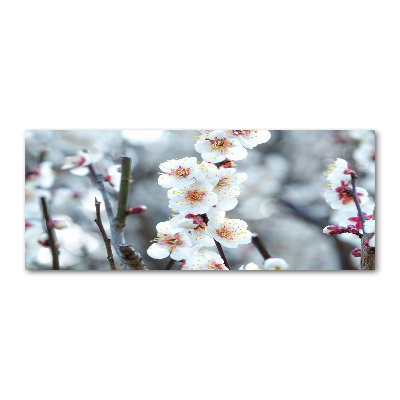 Print on acrylic Cherry blossoms