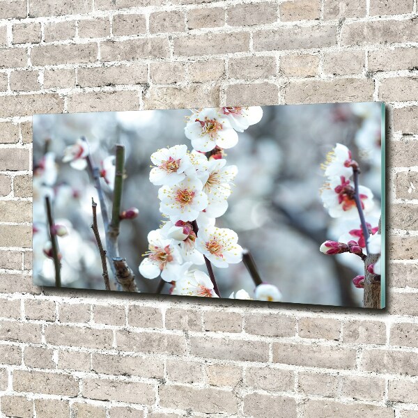 Print on acrylic Cherry blossoms