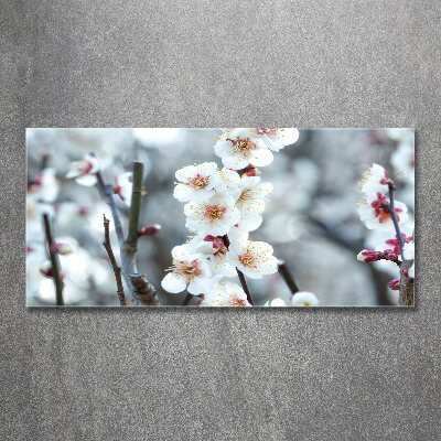 Print on acrylic Cherry blossoms