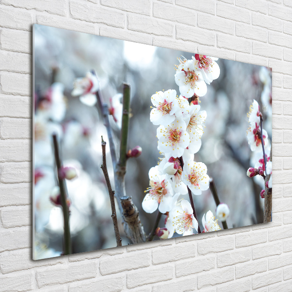 Print on acrylic Cherry blossoms