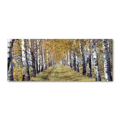 Print on acrylic Birches in autumn