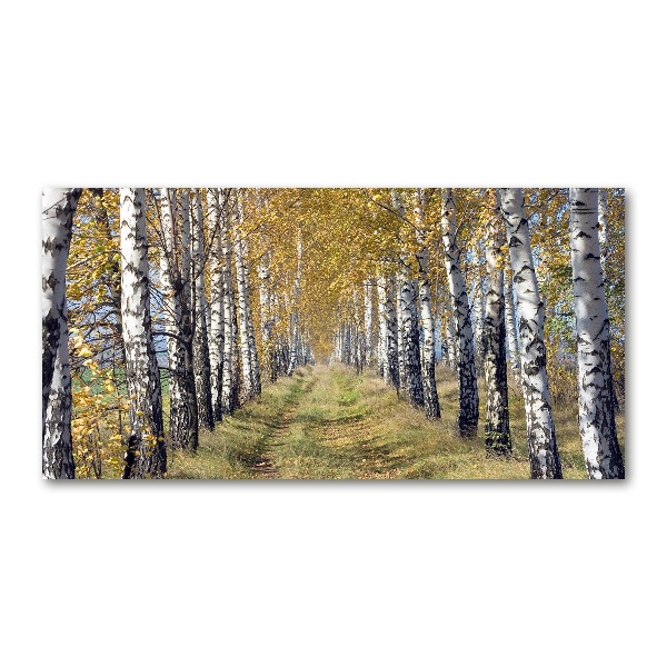 Print on acrylic Birches in autumn