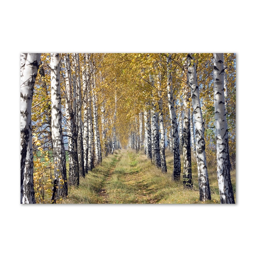 Print on acrylic Birches in autumn