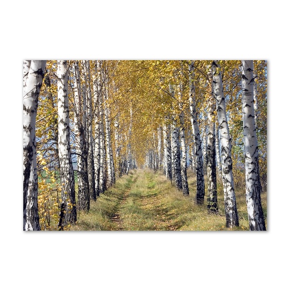 Print on acrylic Birches in autumn