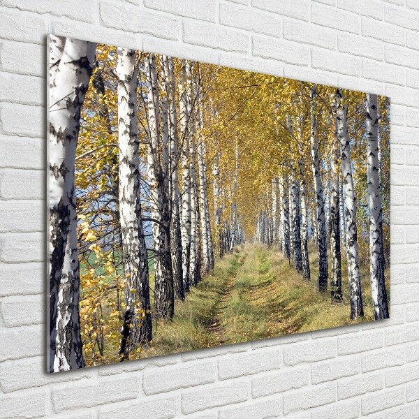 Print on acrylic Birches in autumn