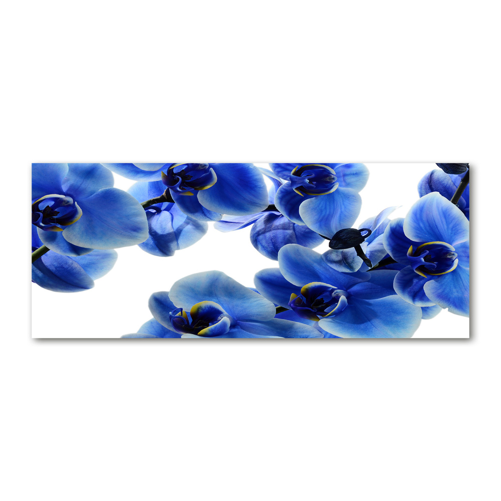 Print on acrylic Blue orchid