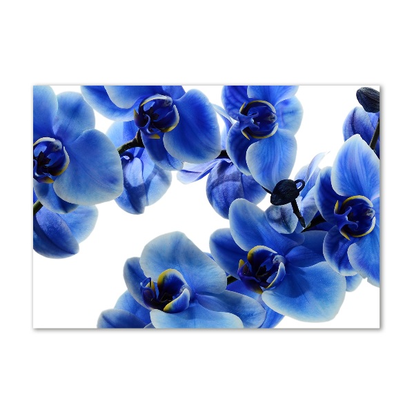 Print on acrylic Blue orchid