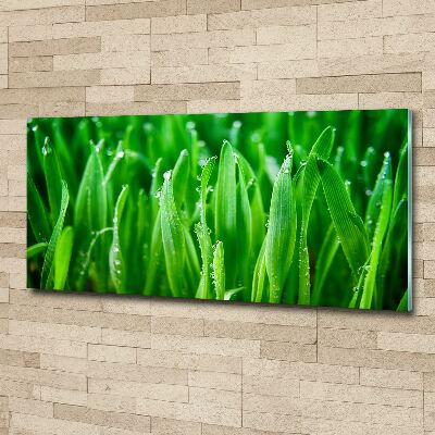 Print on acrylic Grass