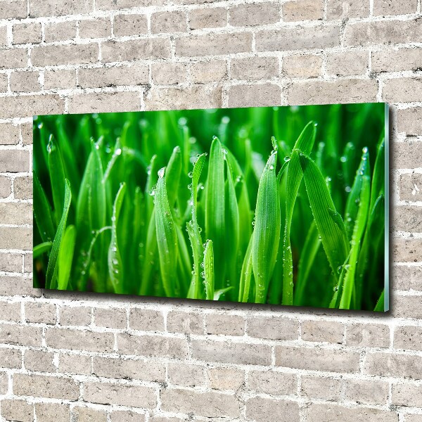 Print on acrylic Grass