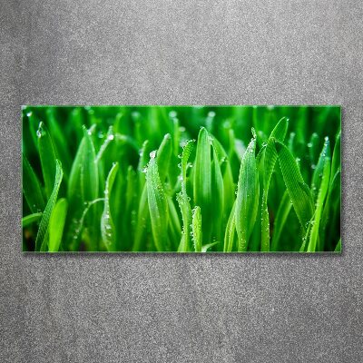 Print on acrylic Grass