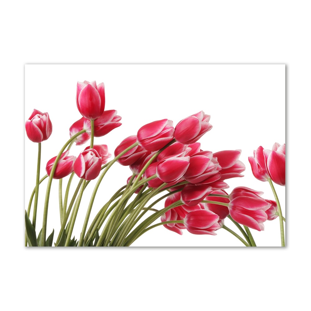 Print on acrylic Red tulips