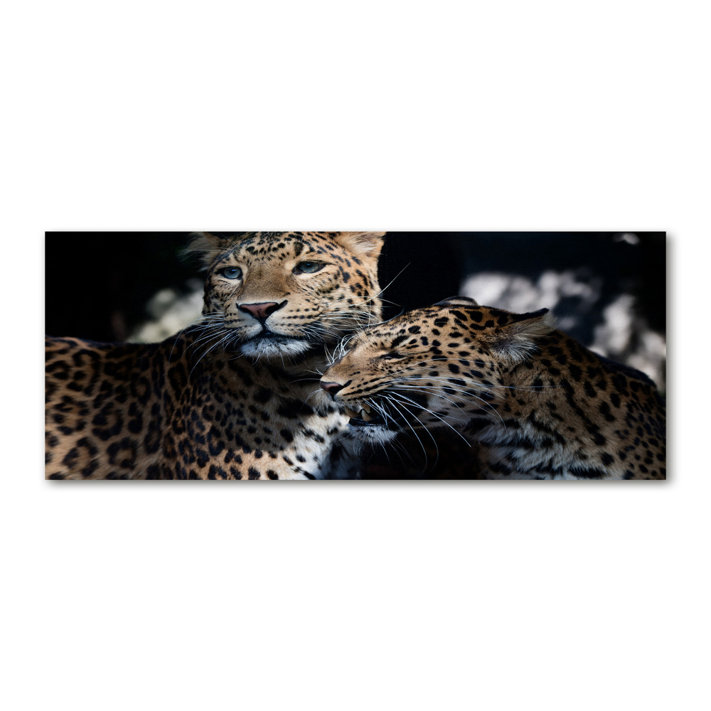 Acrylic wall art Two leopards