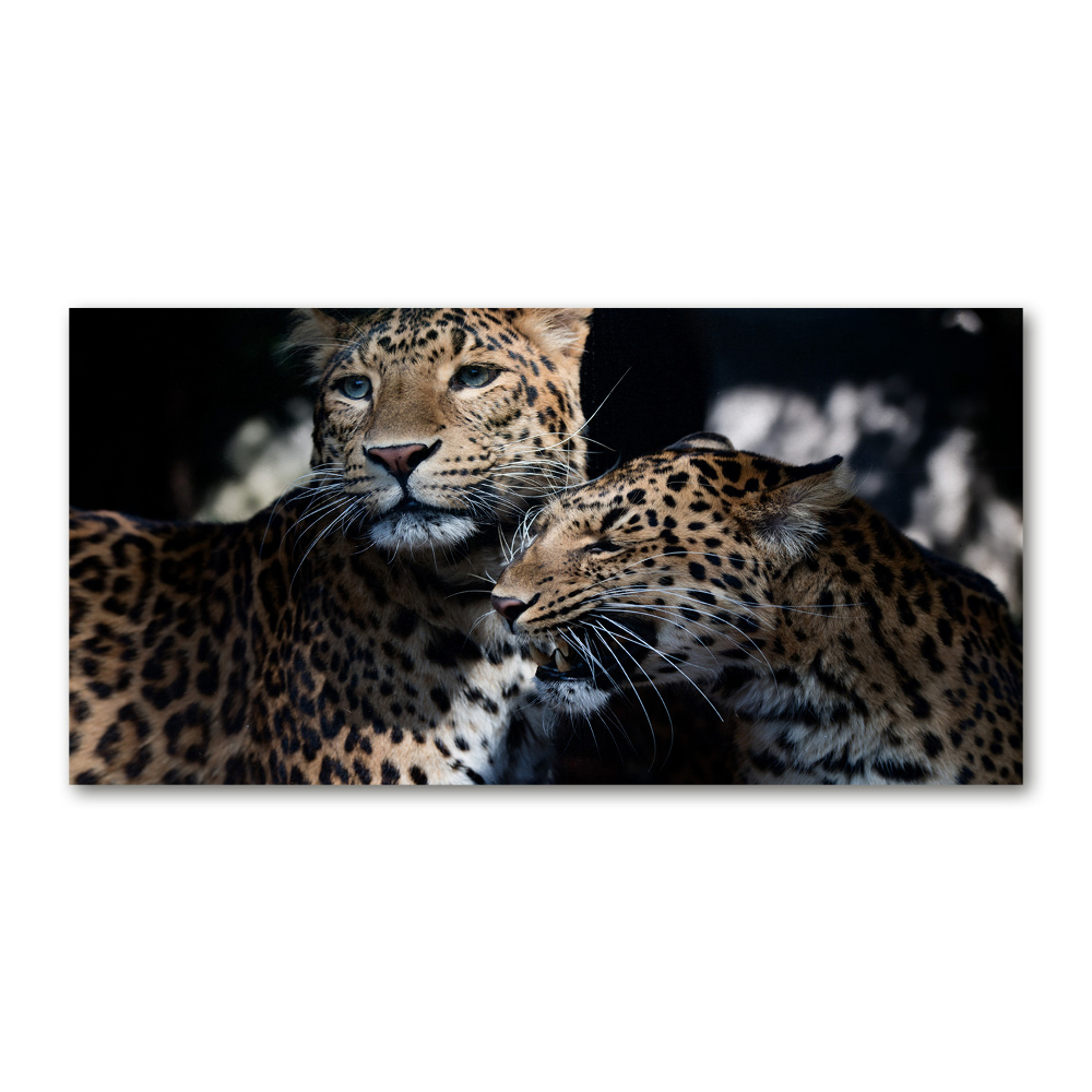 Acrylic wall art Two leopards