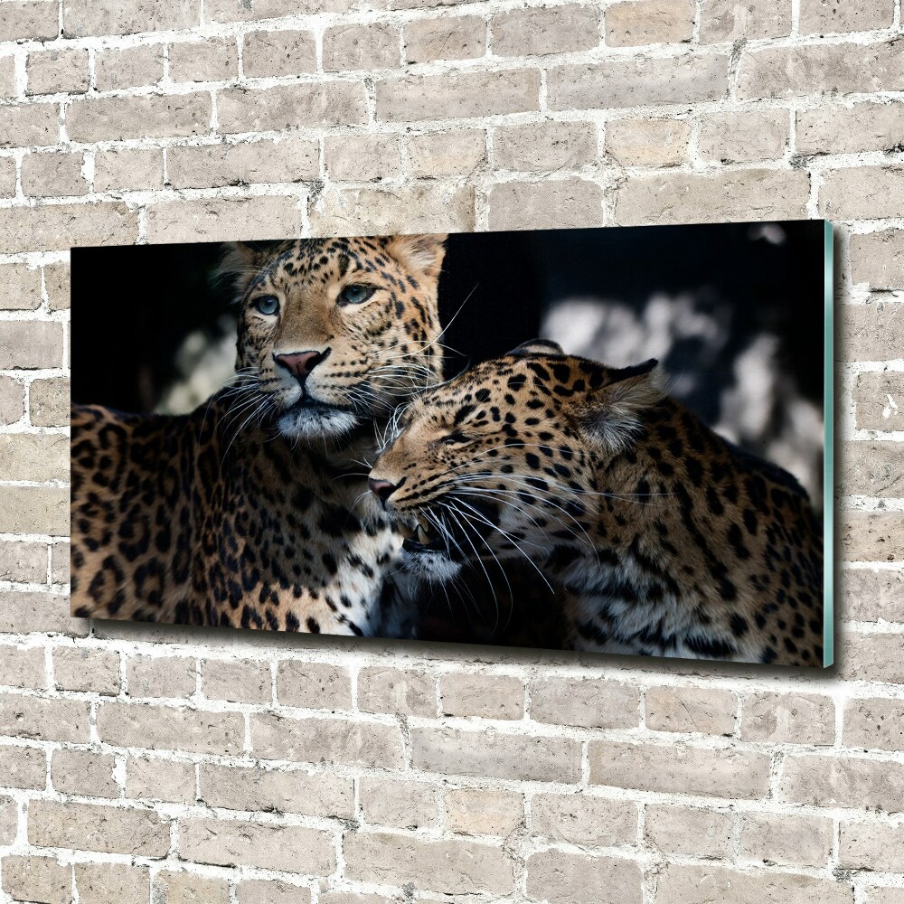 Acrylic wall art Two leopards