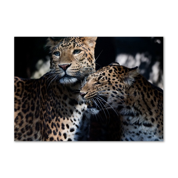 Acrylic wall art Two leopards