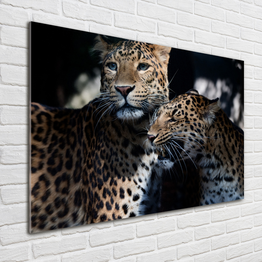 Acrylic wall art Two leopards