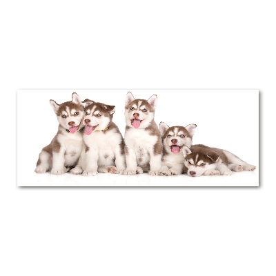 Acrylic wall art Husky puppies