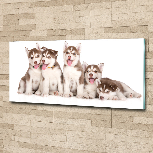 Acrylic wall art Husky puppies