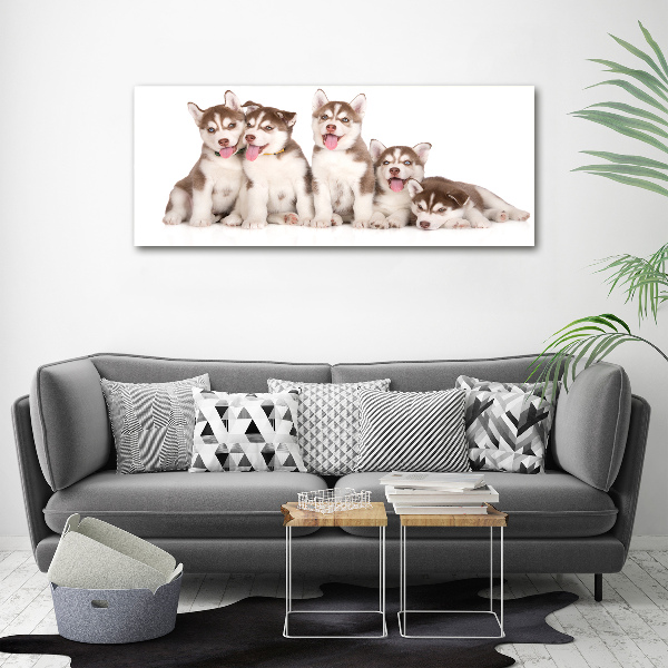 Acrylic wall art Husky puppies