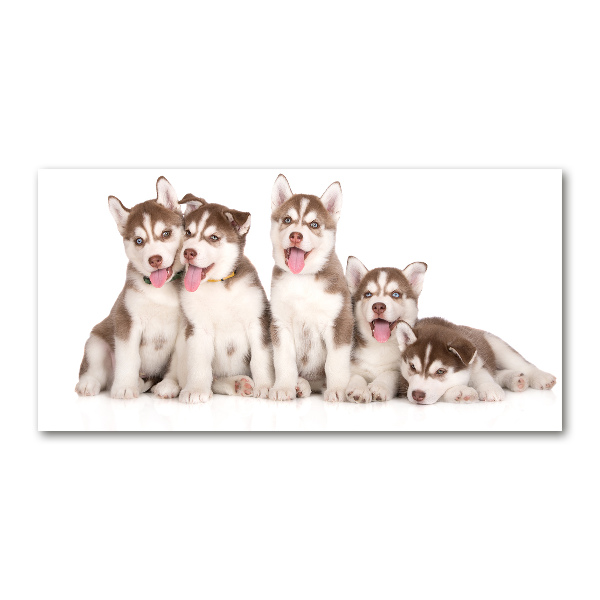 Acrylic wall art Husky puppies