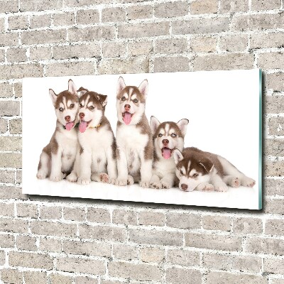 Acrylic wall art Husky puppies