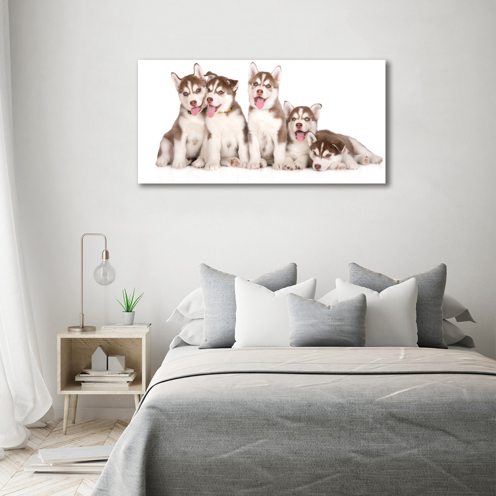 Acrylic wall art Husky puppies