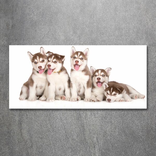 Acrylic wall art Husky puppies