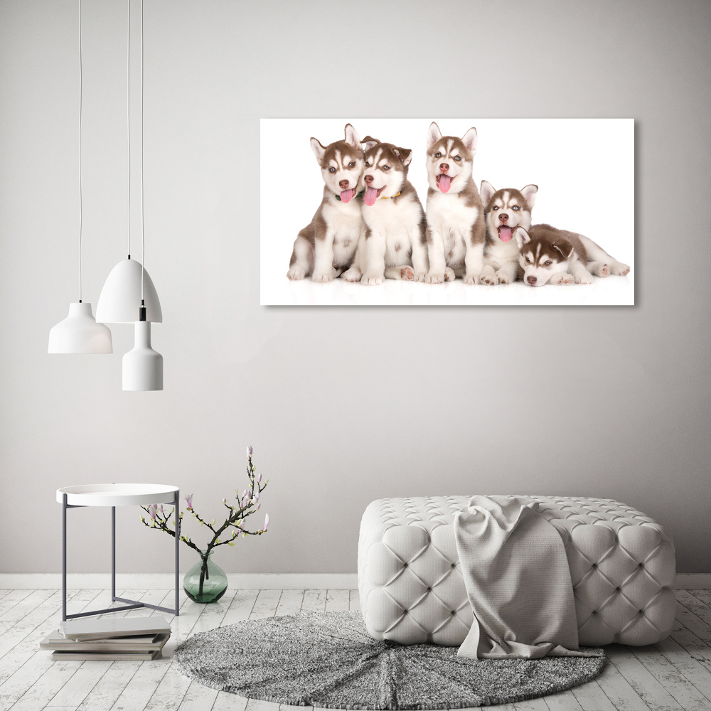 Acrylic wall art Husky puppies