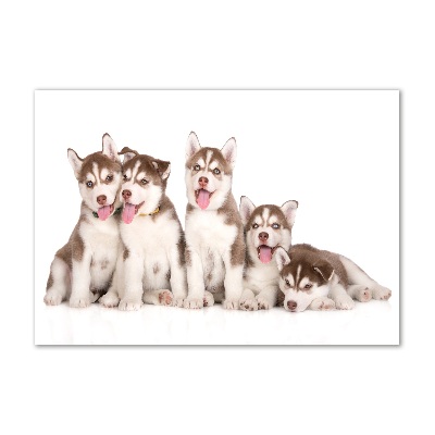 Acrylic wall art Husky puppies