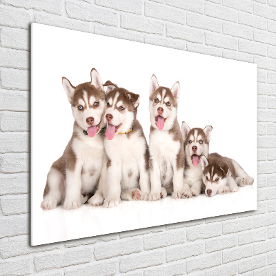 Acrylic wall art Husky puppies