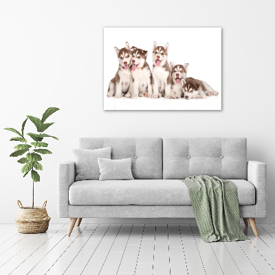 Acrylic wall art Husky puppies