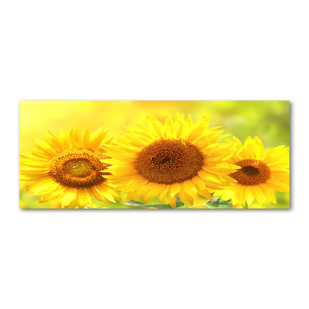 Wall art acrylic Sunflowers