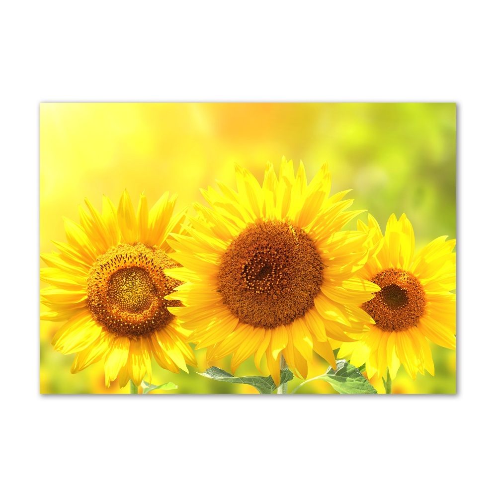 Wall art acrylic Sunflowers