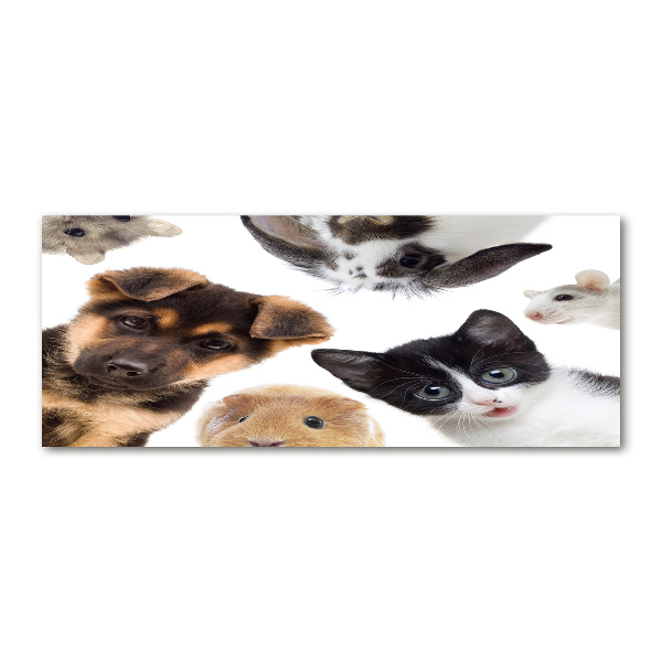 Wall art acrylic Pets