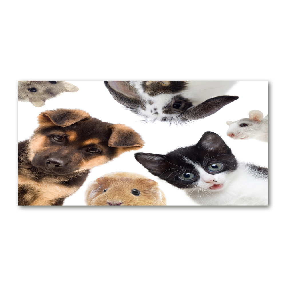 Wall art acrylic Pets