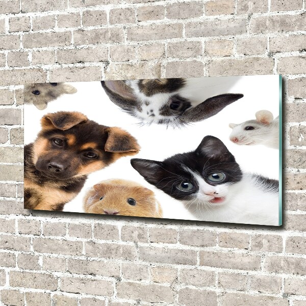 Wall art acrylic Pets