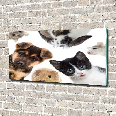 Wall art acrylic Pets