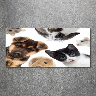 Wall art acrylic Pets