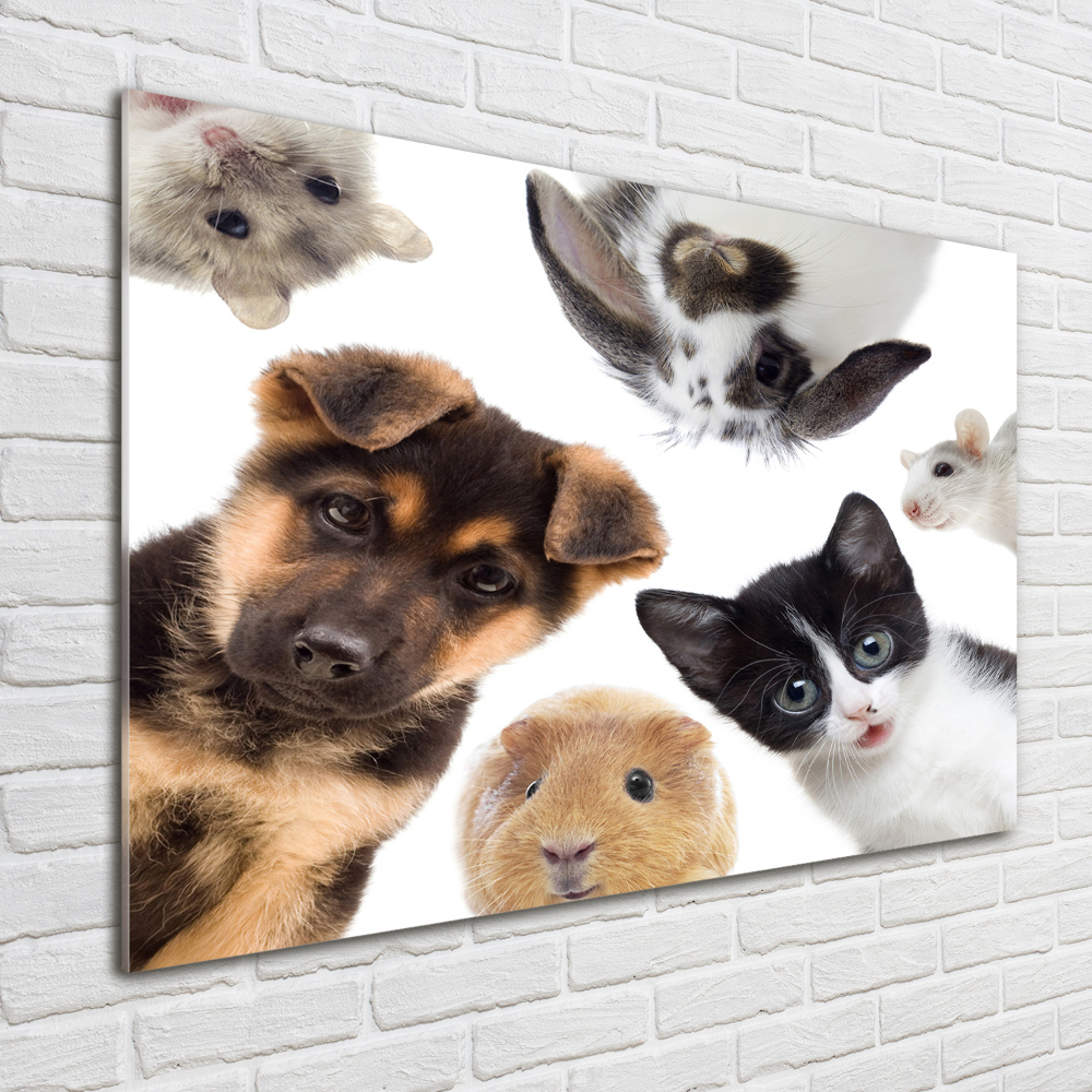 Wall art acrylic Pets