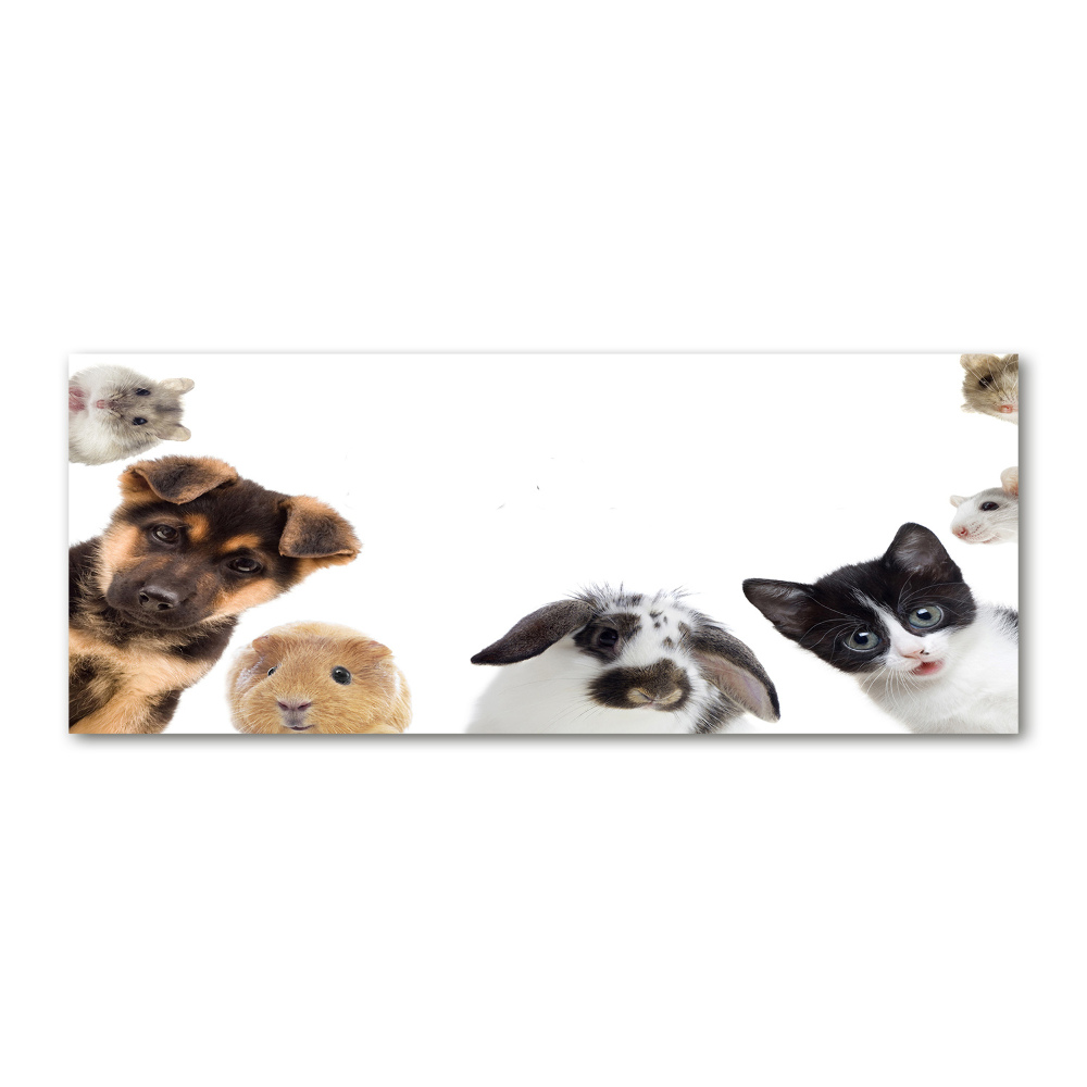 Wall art acrylic Pets