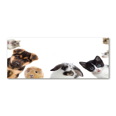 Wall art acrylic Pets