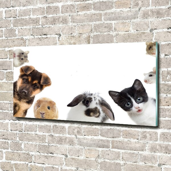 Wall art acrylic Pets