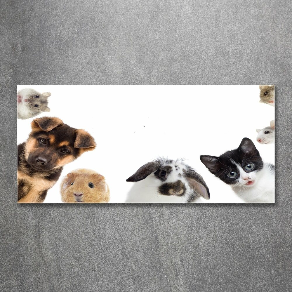 Wall art acrylic Pets