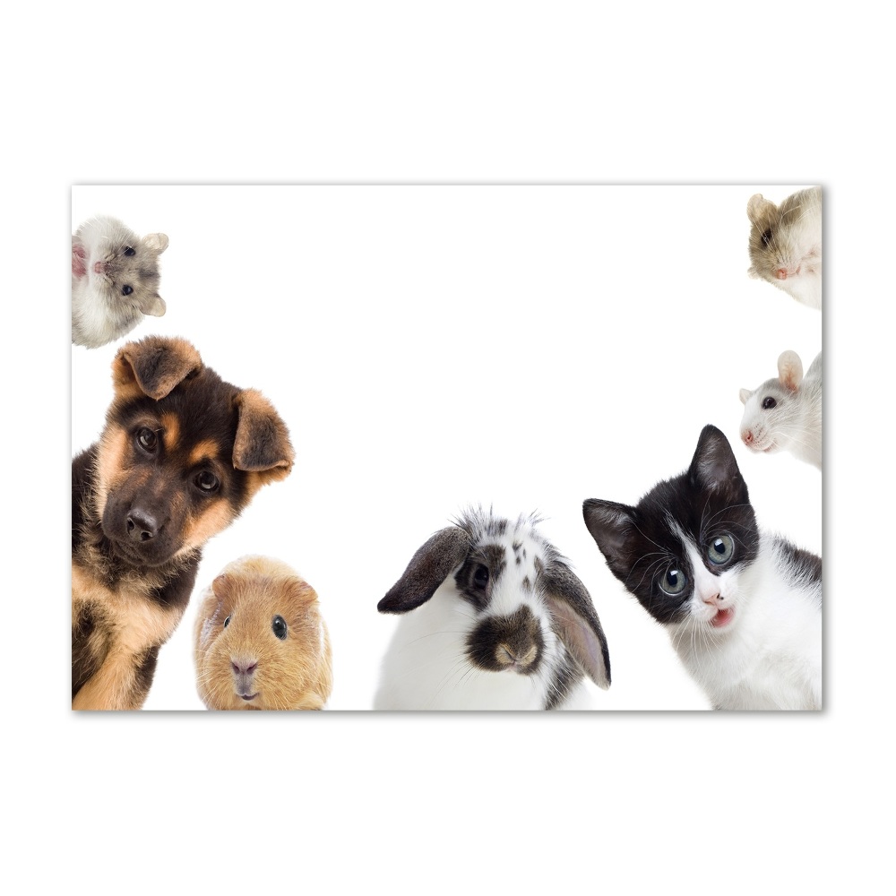 Wall art acrylic Pets