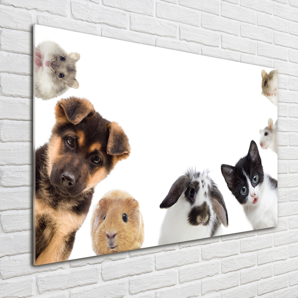 Wall art acrylic Pets