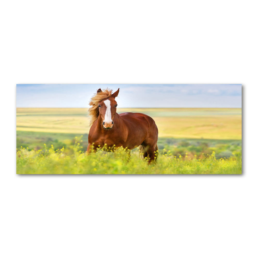 Wall art acrylic Brown horse