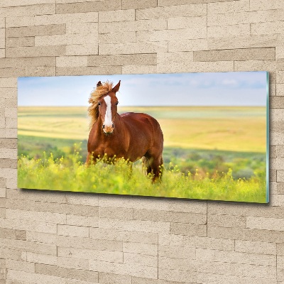 Wall art acrylic Brown horse