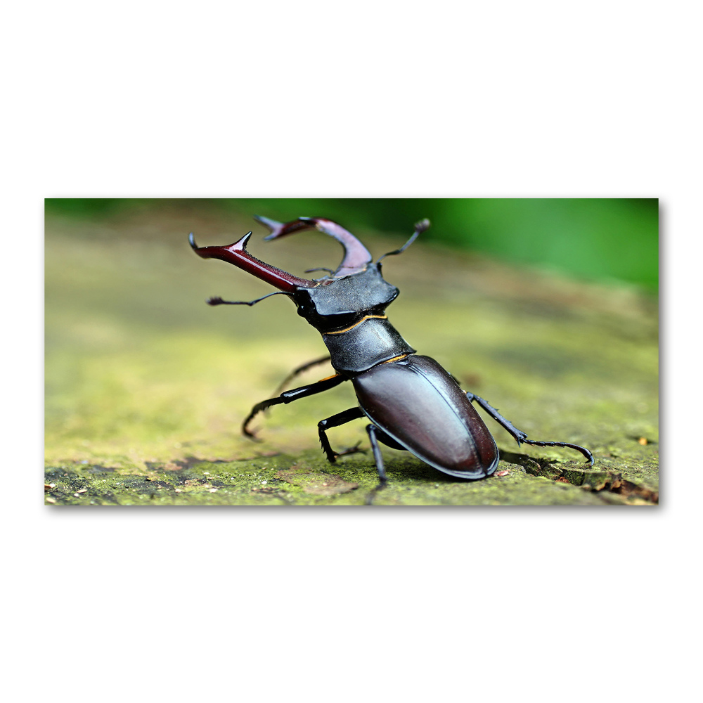 Acrylic wall art Beetle