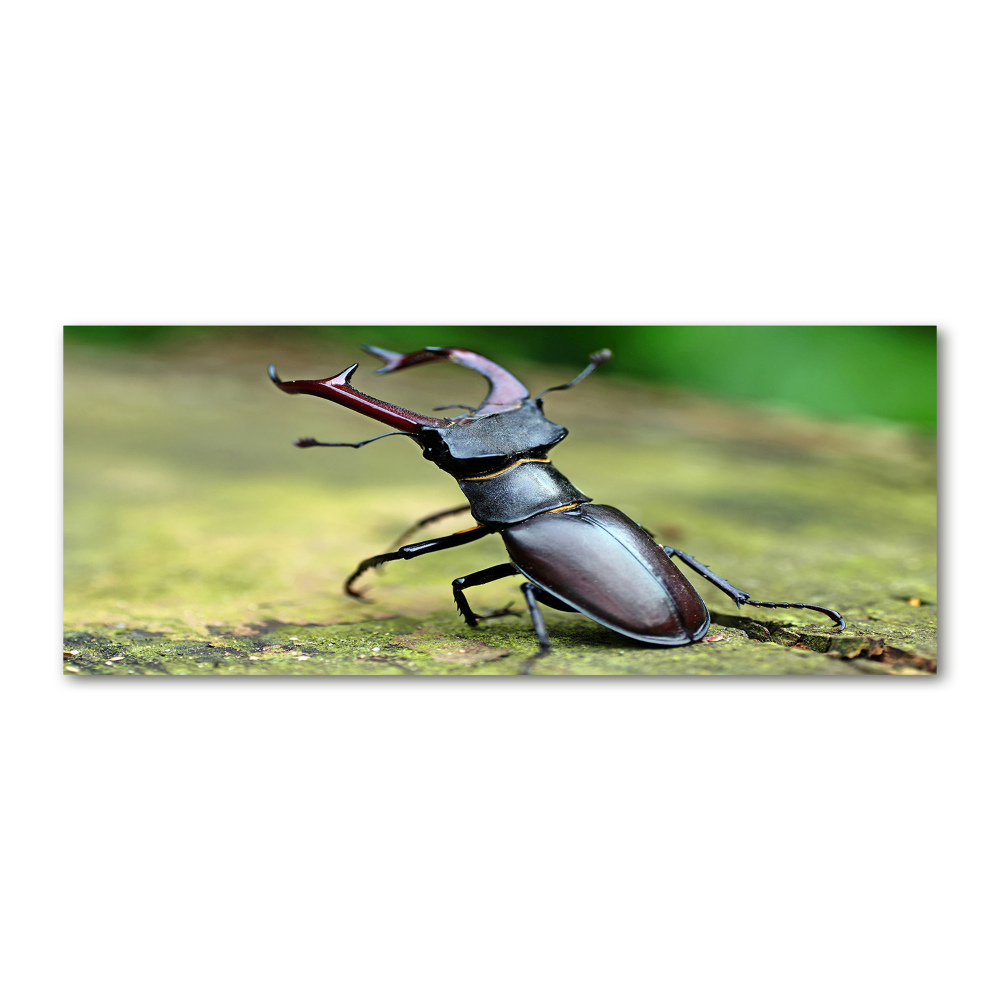 Acrylic wall art Beetle